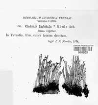 Cladonia fimbriata image